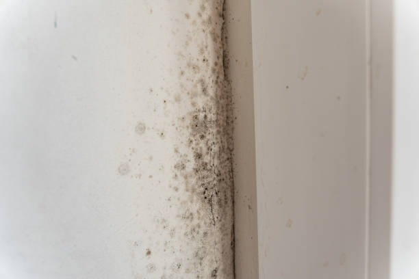 Environmental Consulting for Mold Prevention in Morris Plains, NJ
