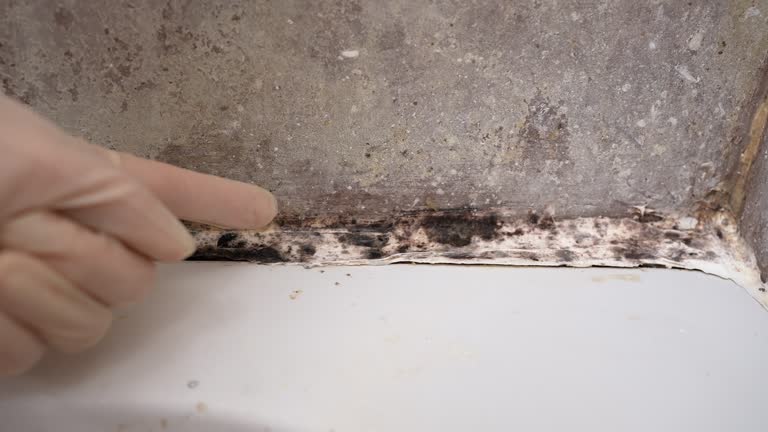 Best Post-Construction Mold Inspection  in Morris Plains, NJ
